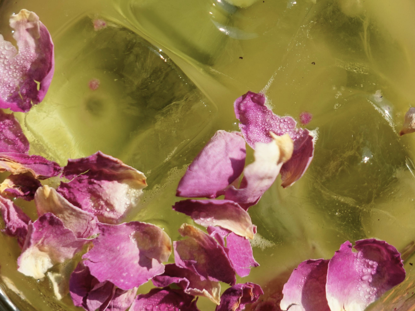 How To Grow Edible Roses Indoors